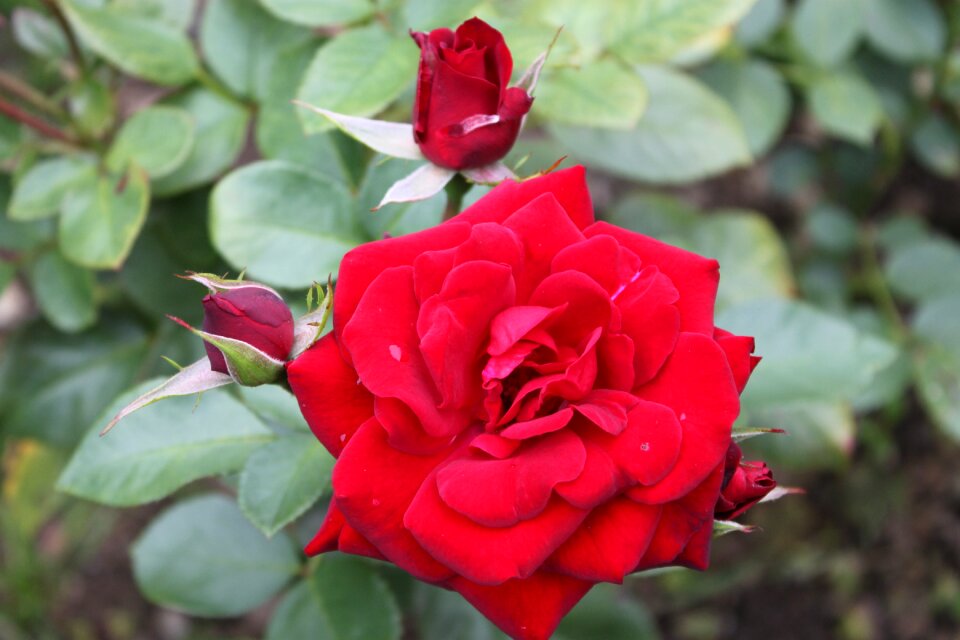 Red rose blossom bloom