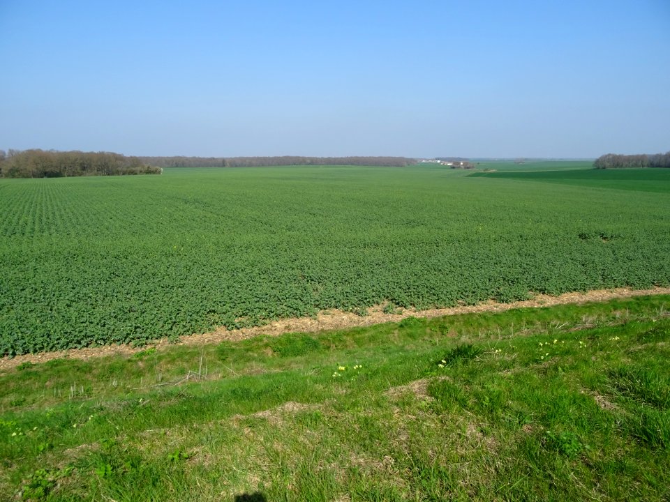 Champs de colza, depuis la D766 après Saint-Nicolas-des-Mo… 