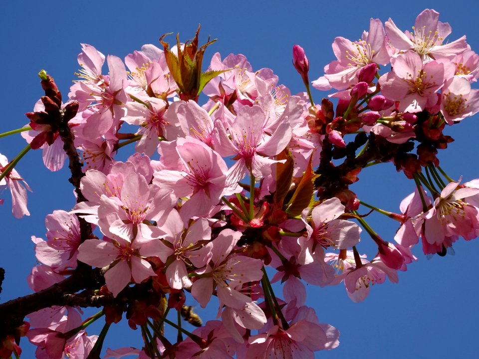 Cerisier fleurs du Japon, Prunus * serratula Choshu-Hizak… | Flickr