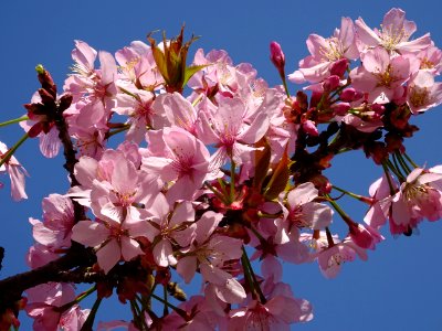 Cerisier fleurs du Japon, Prunus * serratula Choshu-Hizak… | Flickr