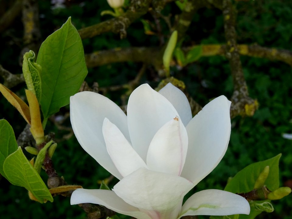 Magnolia de Soulange, Magnolia * soulangeana, Magnoliacées… 