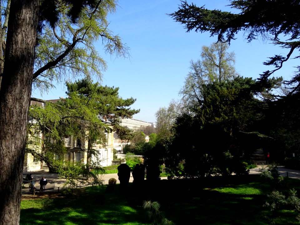 Cèdres dans le jardin des Plantes autour du Museum Nationa… 