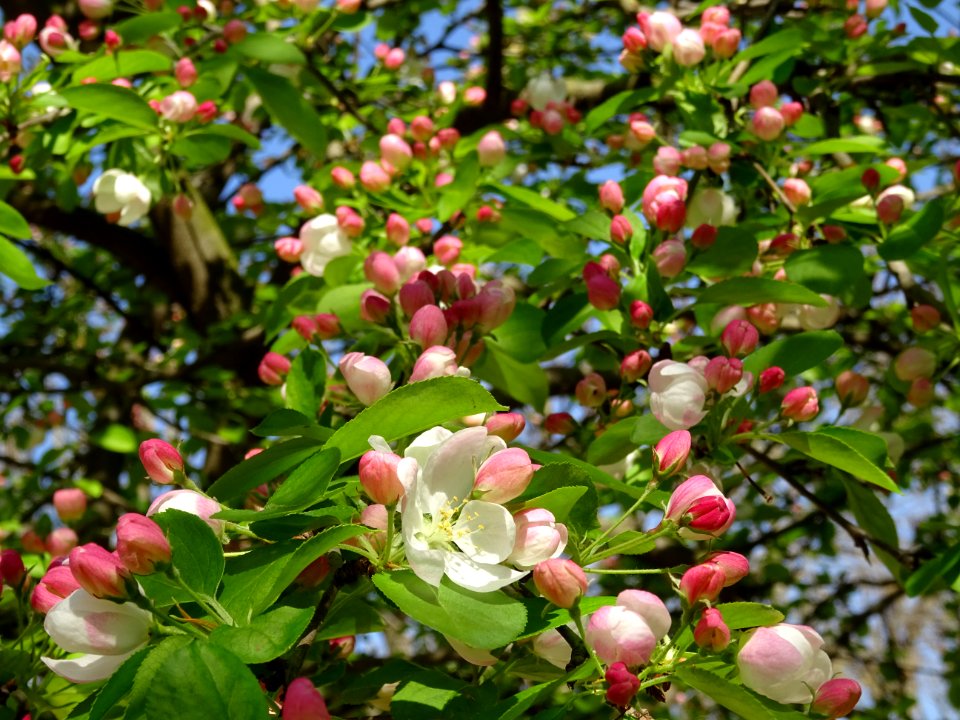 Pommier en fleurs, Malus brevipes, Rosacées, dans le Jardi… 