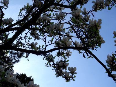 Magnolia de Soulange, Magnolia * soulangeana, Magnoliacées… photo