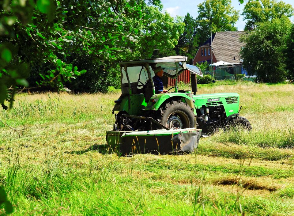 Agriculture cattle feed summer