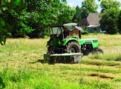Agriculture cattle feed summer