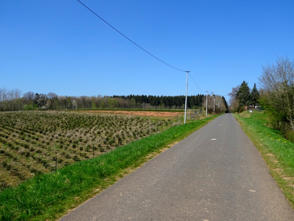 Plantation de très jeunes sapins, au nord de Fleigneux, Ar… 