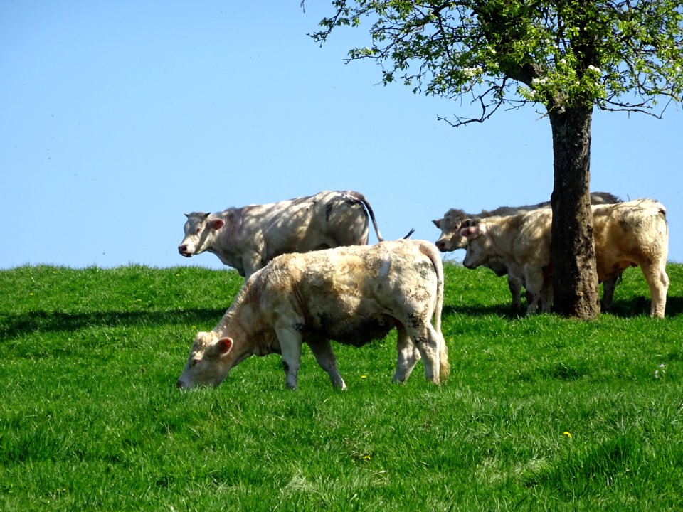 Des vaches au pré, Fleigneux, Ardennes 