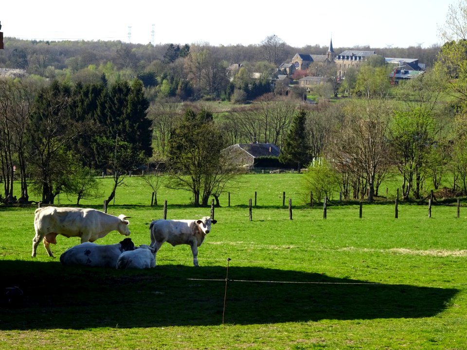 Vaches au pré, au loin Les Hauts Buttés, Ardennes 