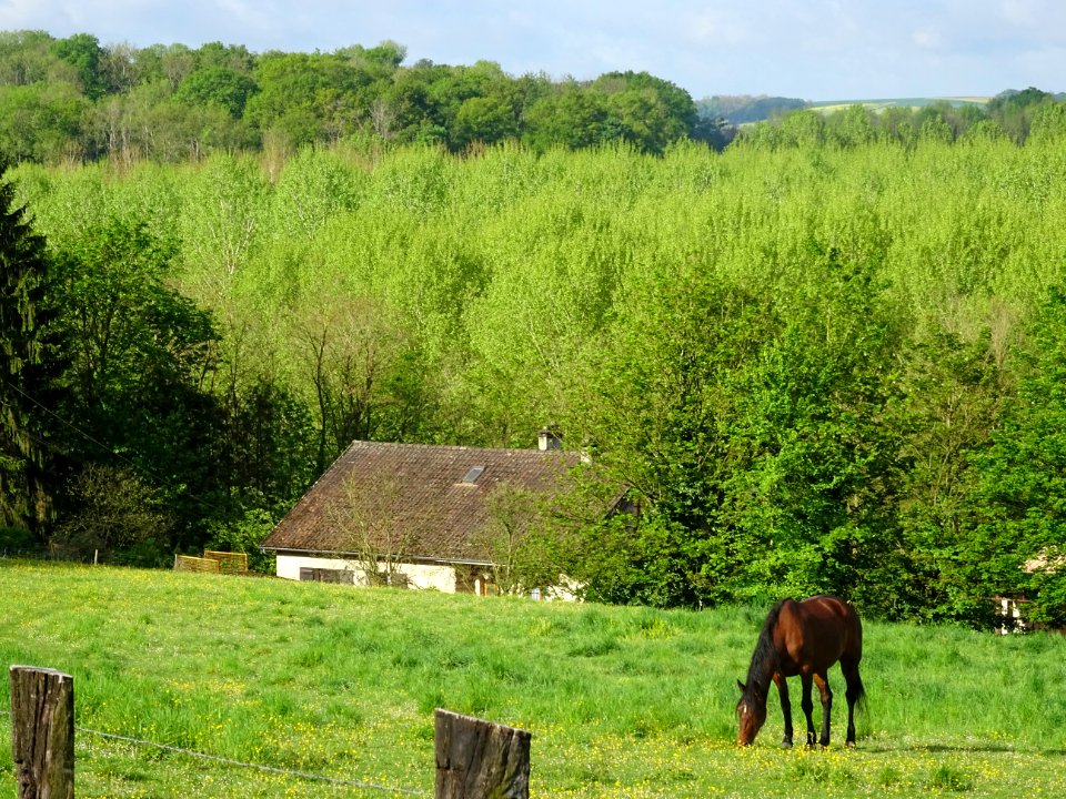 Cheval au pré, Bourneville, Oise 