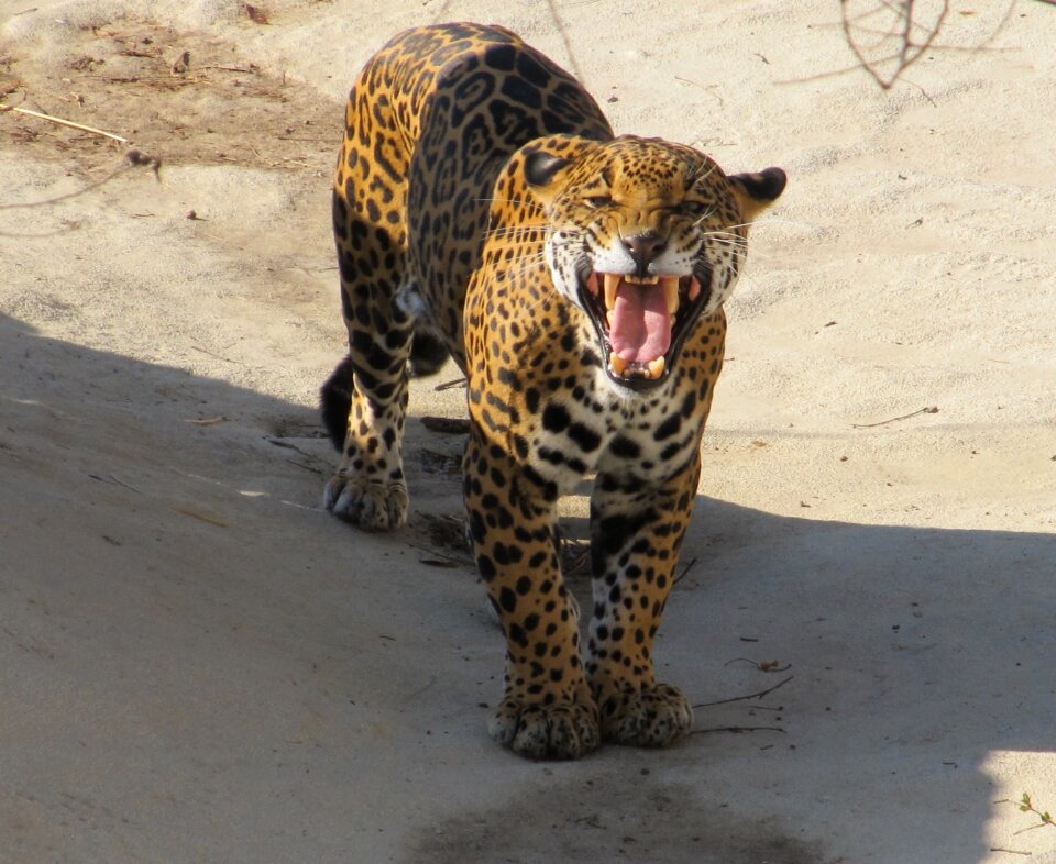 Big cat feline mammal