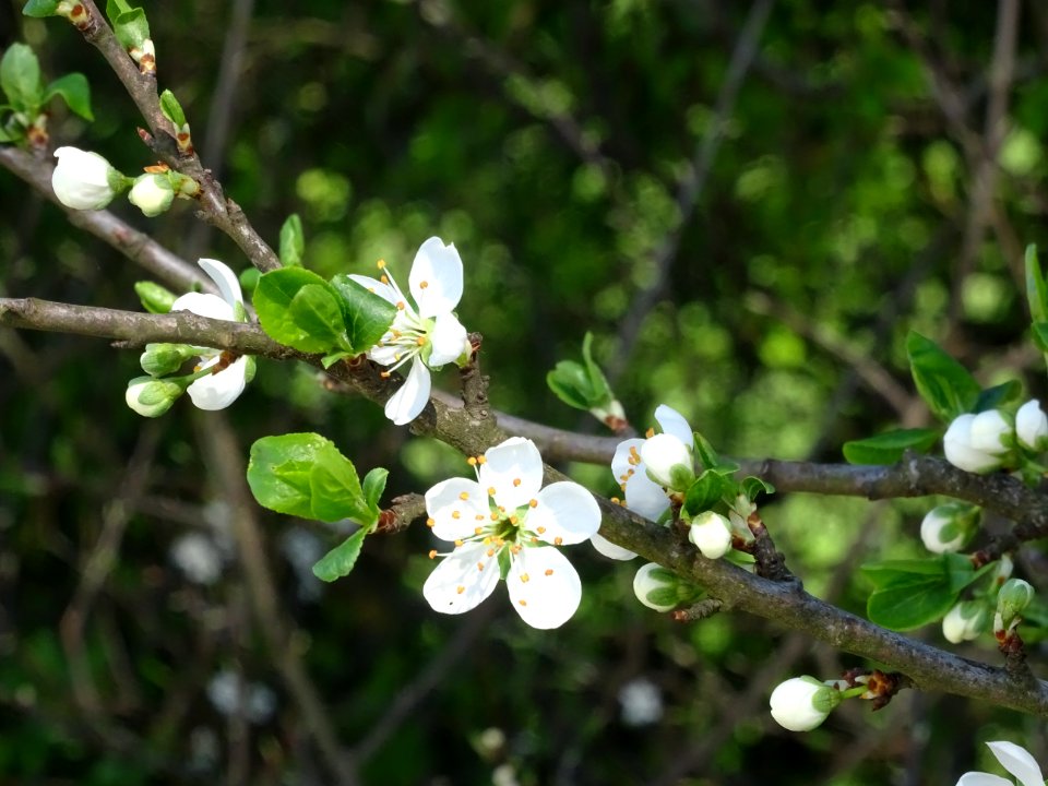 Cerisier en fleurs, Sugny, Belgique 