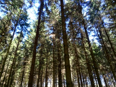 Forêt ardennaise 