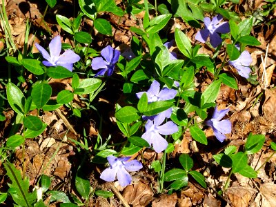 Le sous-bois est couvert de fleurs violettes : Petite perv… 