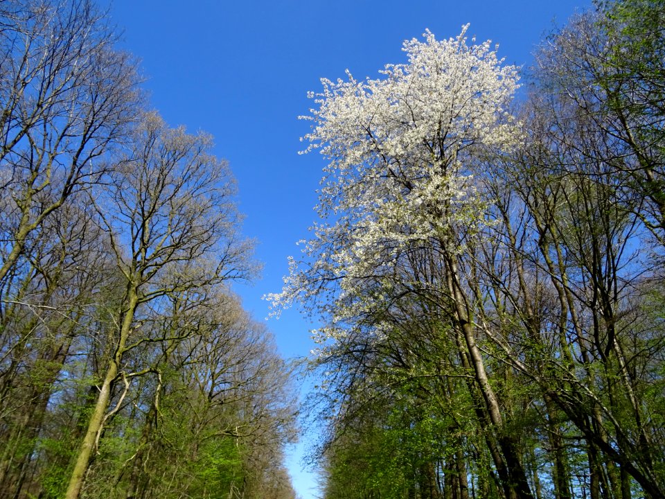 Tous les arbres du bois de St-Mengès sont en fleurs et en … 