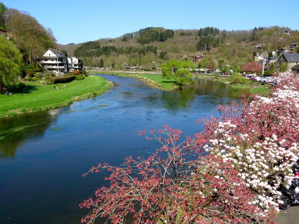 Arbres en fleurs, sur la rive de la Semois, à Bohan, Arden… 