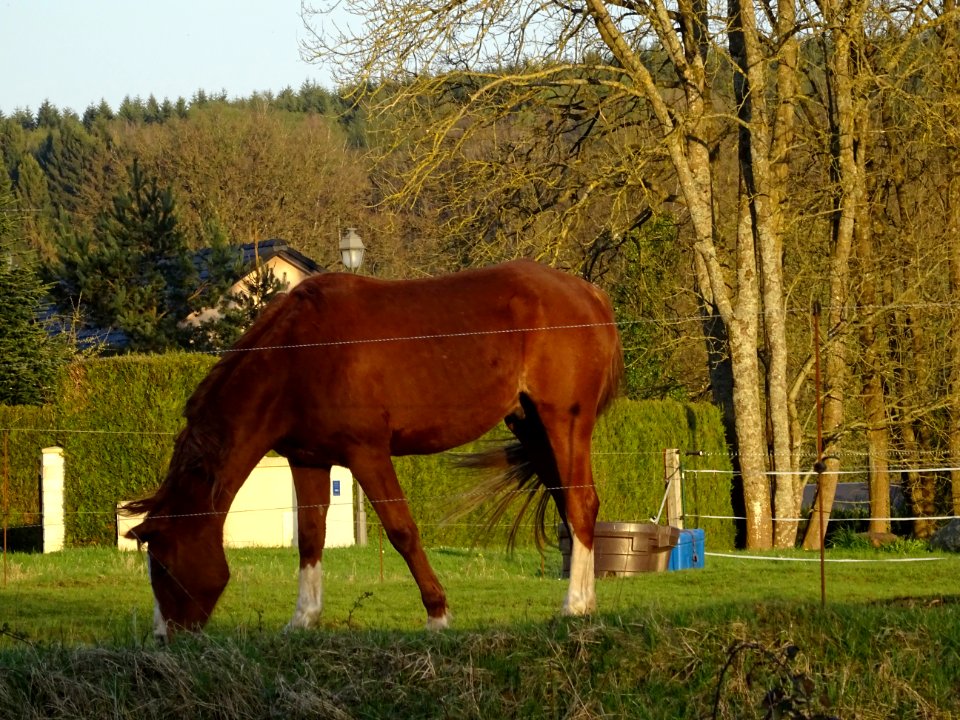Cheval, dans la lumière du soir, à Sécheval, Ardennes 
