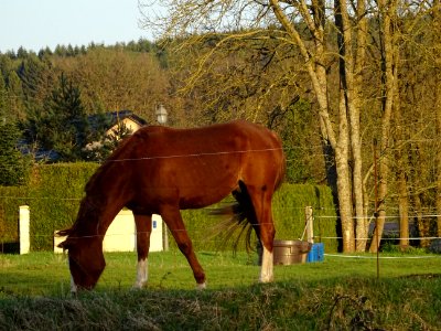 Cheval, dans la lumière du soir, à Sécheval, Ardennes 