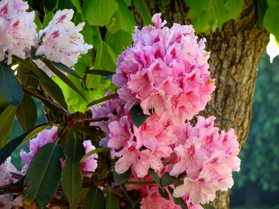 Rhododendrons dans la Cité épiscopale, Jardin Bossuet, Mea… 