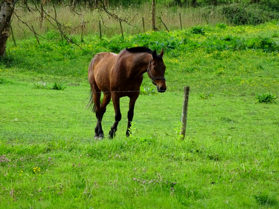 Cheval au pré, Longpont, Aisne 
