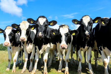 Steers heifers young animals photo