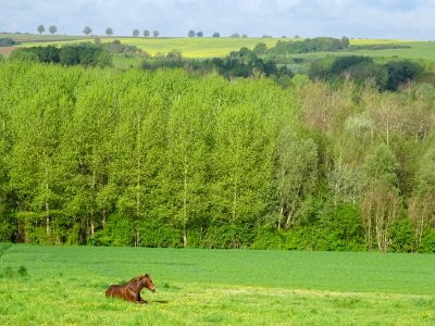 Cheval au pré, Bourneville, Oise 