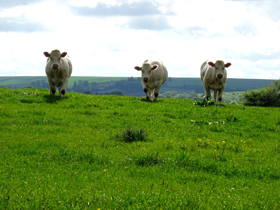 Génisses au pré, Faverolles, Aisne 
