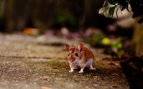 Mammal nager nature