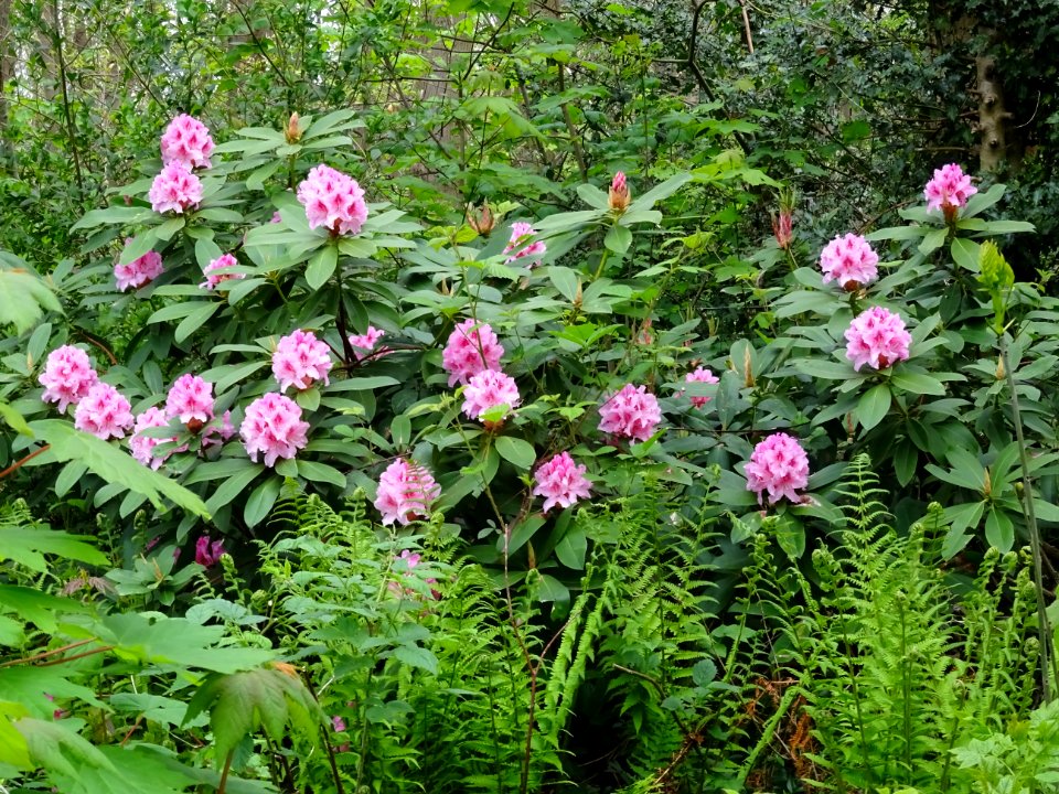 Rhododendrons et fougères 