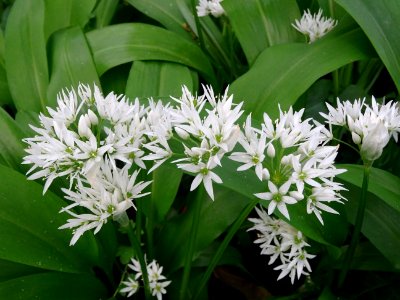 Ail des ours (ou Ail sauvage ou Ail des bois), Allium ursi… 