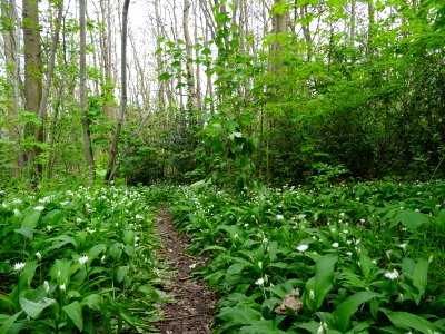 Ail des ours (ou Ail sauvage ou Ail des bois), Allium ursi… 