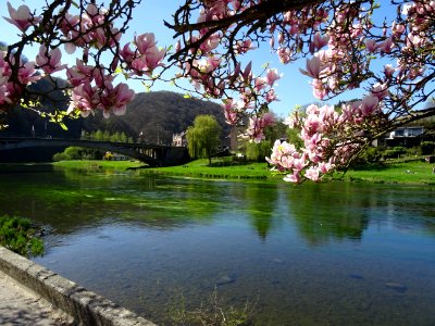 Magnolia en fleurs, sur la rive de la Semois, à Bohan, Ard… 