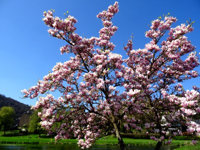 Magnolia en fleurs, sur la rive de la Semois, à Bohan, Ard… 