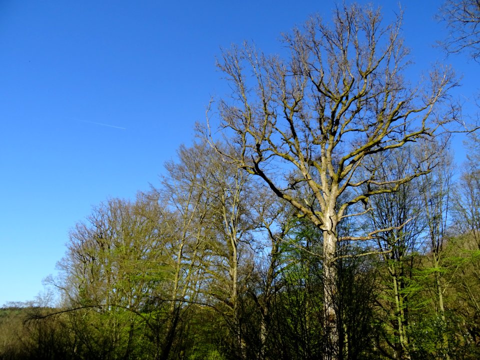 Bois de Haybes, Ardennes 