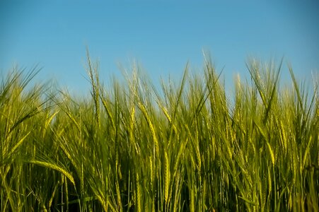 Field grain wheat field