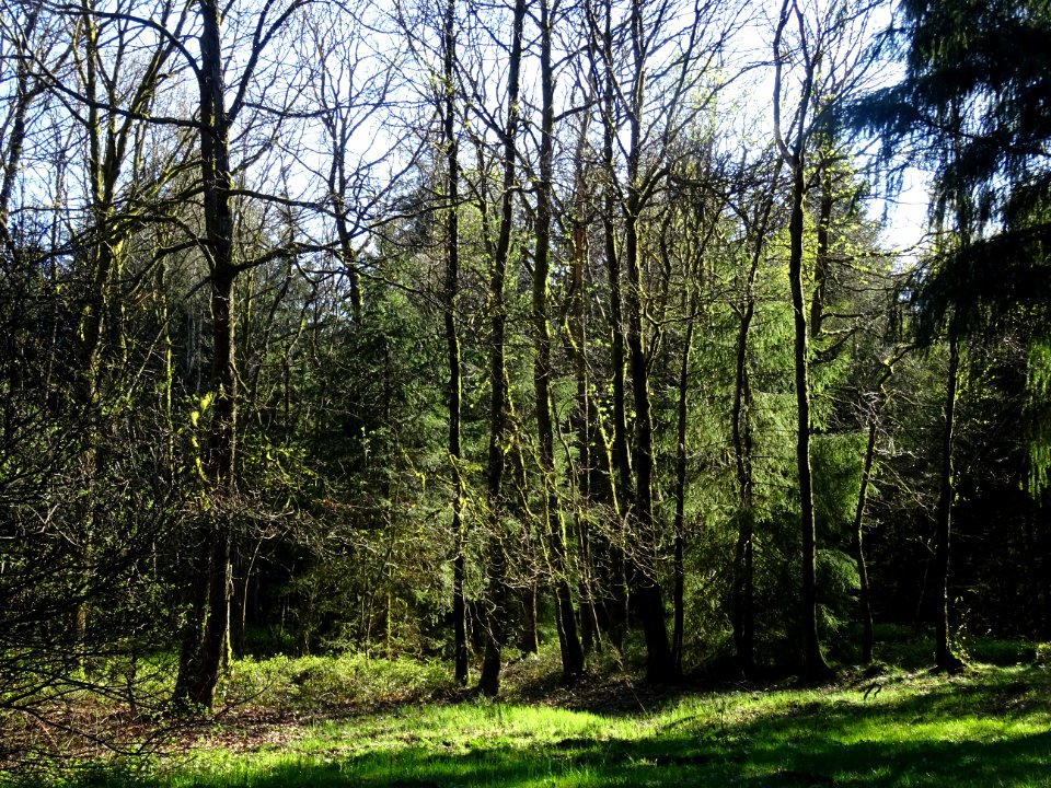 Bois autour du Mémorial Citronelle, les Hauts-Buttés, Mont… 