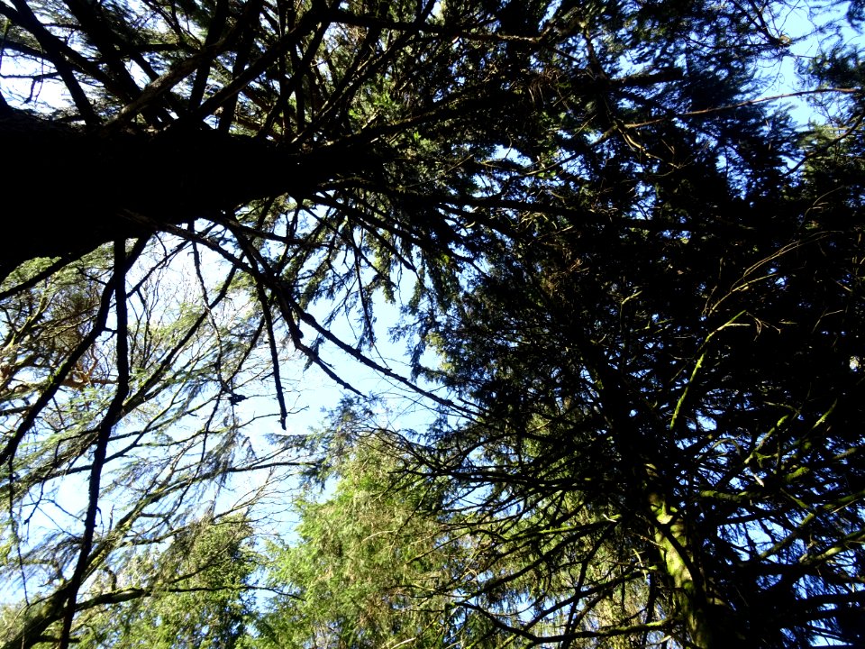 Arbres près du Mémorial Citronelle, les Hauts-Buttés, Mont… 