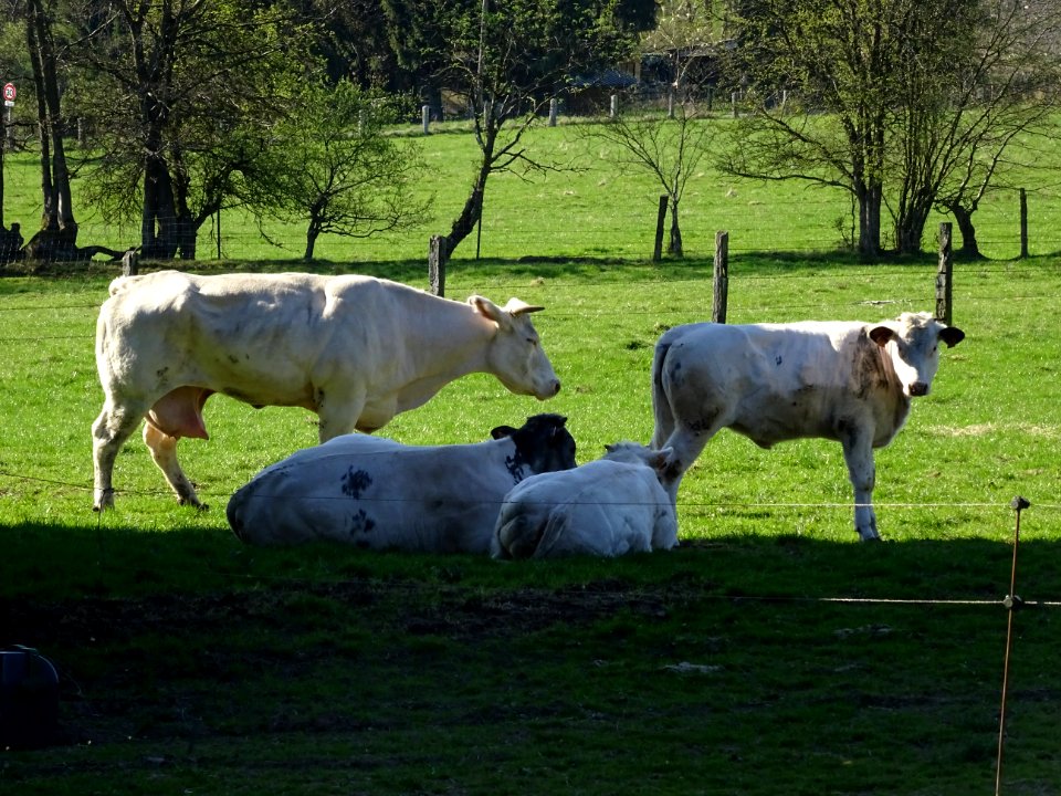 Vaches au pré, Les Hauts Buttés, Ardennes 