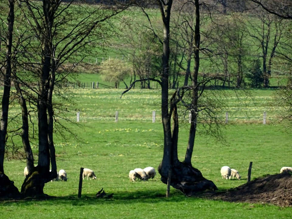 Moutons au pré, Les Hauts Buttés, Ardennes 