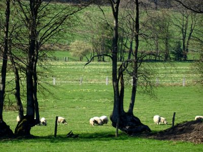 Moutons au pré, Les Hauts Buttés, Ardennes 