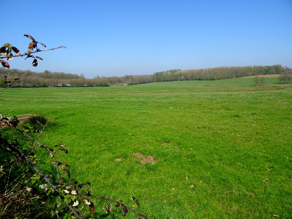 Une belle prairie entre Vrigne-aux-Bois et St-Mengès, Arde… 