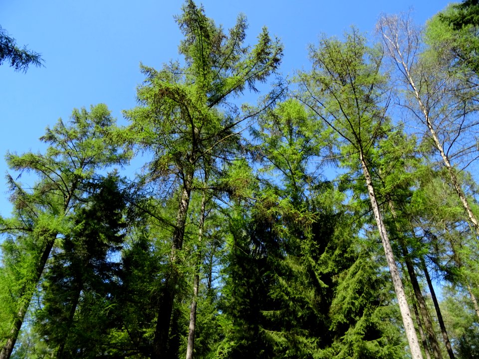 Des mélèzes d'un vers tendre dans le ciel bleu des Ardenne… 