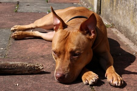 Breed staffordshire doggy
