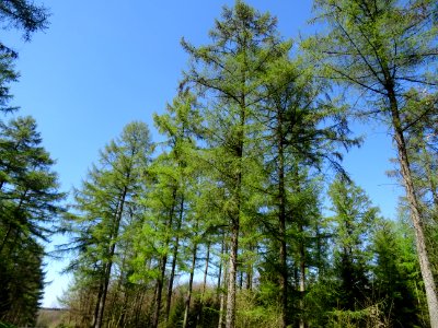 Des mélèzes d'un vers tendre dans le ciel bleu des Ardenne… 