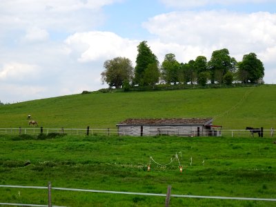 Chevaux au pré, vers Chavenay, Yvelines 