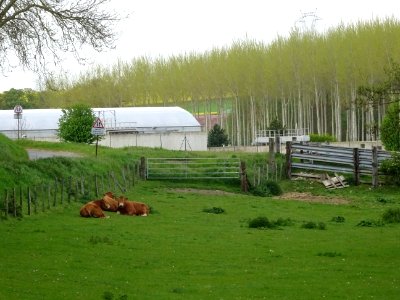 Station d'épuration et vaches au pré, juste avant Houdan, … 