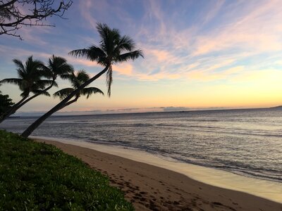 Sunset beach coconut trees photo