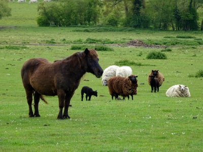 Chevaux et moutons au pré, après St-Lubin-de-la-Haye, Eure… 
