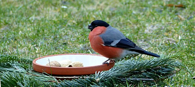 Male garden foraging