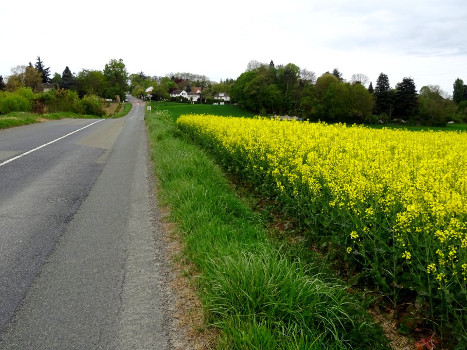 Champ de colza, Villiers-Adam, Val-d'Oise 